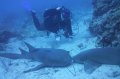 2 nurse sharks canoodling at night